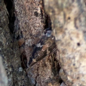Eurymeloides punctata at Mount Ainslie - 24 Apr 2024