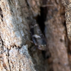 Eurymeloides punctata at Mount Ainslie - 24 Apr 2024 02:50 PM