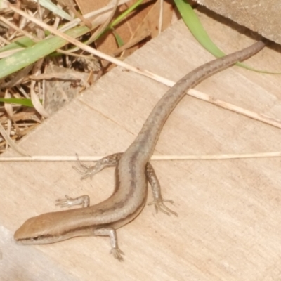 Lampropholis guichenoti at WendyM's farm at Freshwater Ck. - 14 Dec 2023 by WendyEM