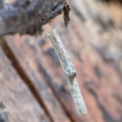 Lepidoptera unclassified IMMATURE (caterpillar or pupa or cocoon) at Mount Ainslie - 24 Apr 2024 by Hejor1