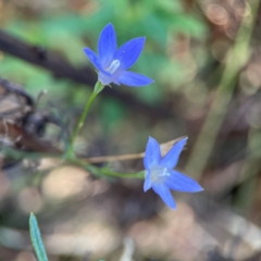 Wahlenbergia sp. at Ainslie, ACT - 24 Apr 2024 by Hejor1