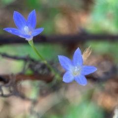 Wahlenbergia capillaris at Mount Ainslie - 24 Apr 2024 02:41 PM