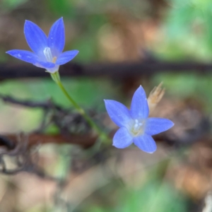 Wahlenbergia capillaris at Mount Ainslie - 24 Apr 2024