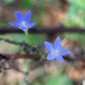 Wahlenbergia capillaris at Mount Ainslie - 24 Apr 2024