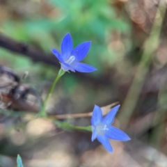 Wahlenbergia capillaris at Mount Ainslie - 24 Apr 2024