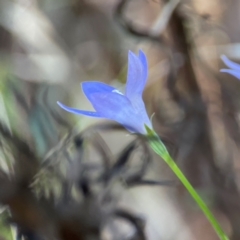 Wahlenbergia capillaris at Mount Ainslie - 24 Apr 2024