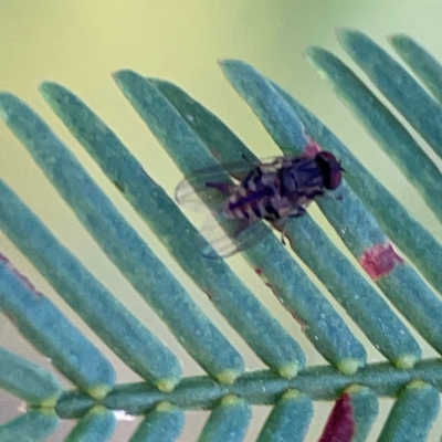 Unidentified Other true fly at Ainslie, ACT - 24 Apr 2024 by Hejor1