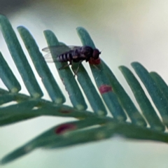 Lindneromyia sp. at Mount Ainslie - 24 Apr 2024