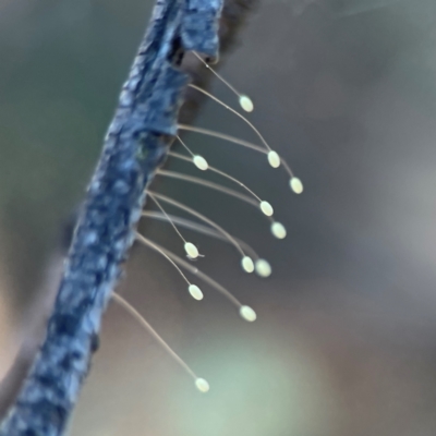 Neuroptera (order) (Unidentified lacewing) at Ainslie, ACT - 24 Apr 2024 by Hejor1