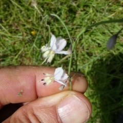 Arthropodium milleflorum (Vanilla Lily) at Windellama, NSW - 28 Feb 2024 by peterchandler