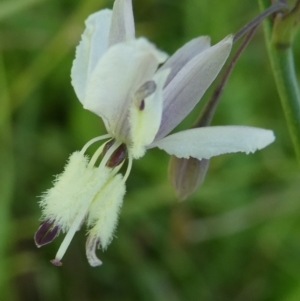 Arthropodium milleflorum at SCR380 at Windellama - 28 Feb 2024