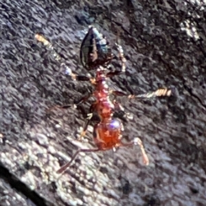 Crematogaster sp. (genus) (Acrobat ant, Cocktail ant) at Mount Ainslie by Hejor1