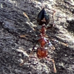 Crematogaster sp. (genus) at Mount Ainslie - 24 Apr 2024 02:22 PM