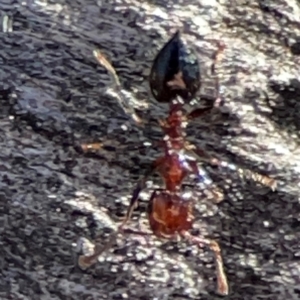 Crematogaster sp. (genus) at Mount Ainslie - 24 Apr 2024