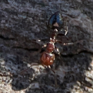 Crematogaster sp. (genus) at Mount Ainslie - 24 Apr 2024 02:22 PM