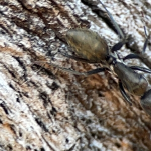 Camponotus aeneopilosus at Mount Ainslie - 24 Apr 2024