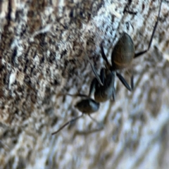 Camponotus aeneopilosus at Mount Ainslie - 24 Apr 2024