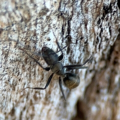 Camponotus aeneopilosus at Mount Ainslie - 24 Apr 2024