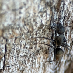 Camponotus aeneopilosus at Mount Ainslie - 24 Apr 2024