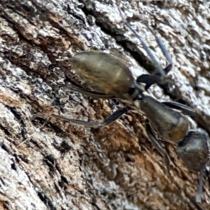 Camponotus aeneopilosus at Mount Ainslie - 24 Apr 2024