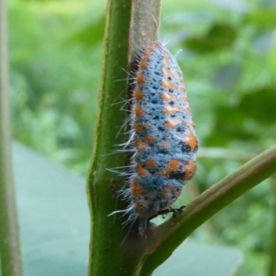 Monophlebulus sp. (genus) (Giant Snowball Mealybug) at Windellama, NSW - 28 Feb 2024 by peterchandler