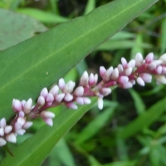 Persicaria decipiens (Slender Knotweed) at Windellama, NSW - 28 Feb 2024 by peterchandler