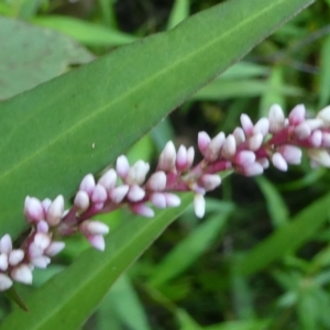 Persicaria decipiens at SCR380 at Windellama - 28 Feb 2024