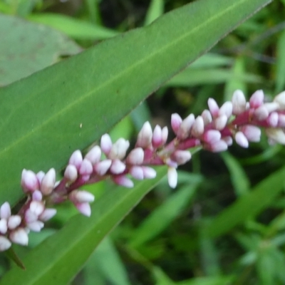 Persicaria decipiens (Slender Knotweed) at SCR380 at Windellama - 28 Feb 2024 by peterchandler