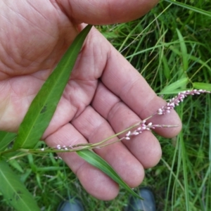 Persicaria decipiens at SCR380 at Windellama - 28 Feb 2024