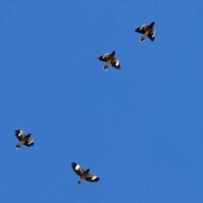 Acridotheres tristis (Common Myna) at Huon Creek, VIC - 25 Apr 2024 by KylieWaldon