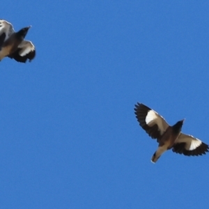 Acridotheres tristis at WREN Reserves - 25 Apr 2024 10:05 AM