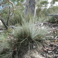 Rytidosperma (genus) (Wallaby Grass) at SCR380 at Windellama - 28 Feb 2024 by peterchandler