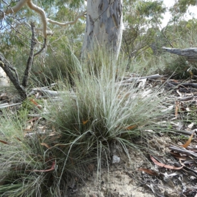Rytidosperma (genus) (Wallaby Grass) at SCR380 at Windellama - 28 Feb 2024 by peterchandler