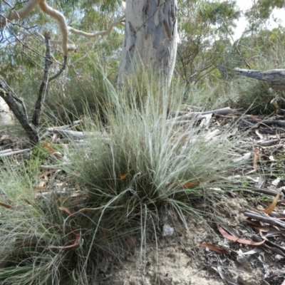 Rytidosperma sp. (Wallaby Grass) at Windellama, NSW - 28 Feb 2024 by peterchandler