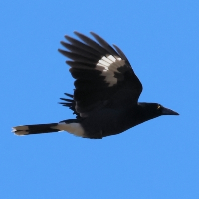 Strepera graculina (Pied Currawong) at WREN Reserves - 25 Apr 2024 by KylieWaldon