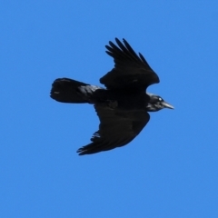 Corvus coronoides (Australian Raven) at Huon Creek, VIC - 24 Apr 2024 by KylieWaldon