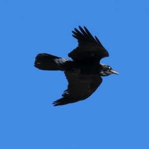 Corvus coronoides at WREN Reserves - 25 Apr 2024