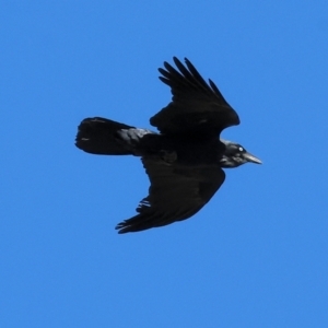 Corvus coronoides at WREN Reserves - 25 Apr 2024 09:44 AM
