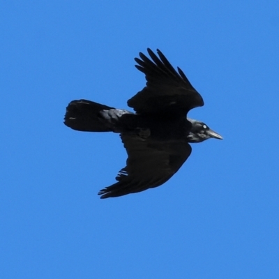 Corvus coronoides (Australian Raven) at Huon Creek, VIC - 24 Apr 2024 by KylieWaldon
