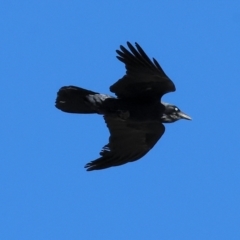 Corvus coronoides (Australian Raven) at Wodonga - 24 Apr 2024 by KylieWaldon