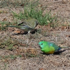 Psephotus haematonotus (Red-rumped Parrot) at Huon Creek, VIC - 25 Apr 2024 by KylieWaldon