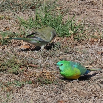 Psephotus haematonotus (Red-rumped Parrot) at Wodonga - 25 Apr 2024 by KylieWaldon