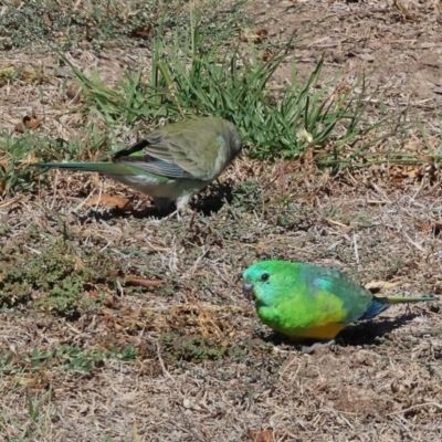 Psephotus haematonotus (Red-rumped Parrot) at Huon Creek, VIC - 25 Apr 2024 by KylieWaldon