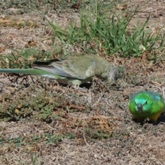 Psephotus haematonotus at Wodonga - 25 Apr 2024 10:20 AM
