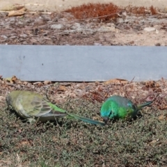 Psephotus haematonotus at Wodonga - 25 Apr 2024