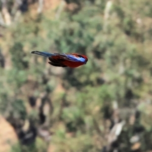 Platycercus elegans at Wodonga - 25 Apr 2024