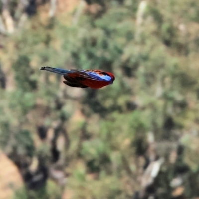 Platycercus elegans (Crimson Rosella) at Huon Creek, VIC - 25 Apr 2024 by KylieWaldon