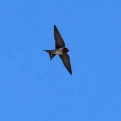 Hirundo neoxena (Welcome Swallow) at Wodonga - 25 Apr 2024 by KylieWaldon