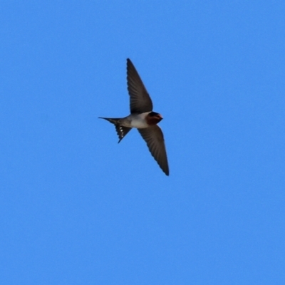 Hirundo neoxena (Welcome Swallow) at Wodonga - 25 Apr 2024 by KylieWaldon