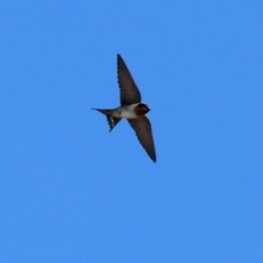 Hirundo neoxena (Welcome Swallow) at Huon Creek, VIC - 25 Apr 2024 by KylieWaldon